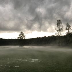 Trees on field against sky