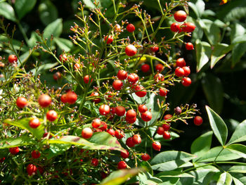 Red berries growing on tree