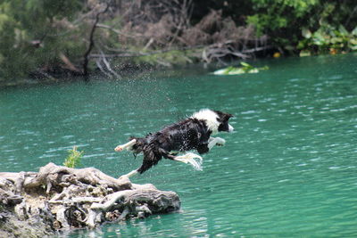 Side view of wet border collie jumping in lake