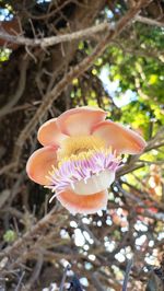 Close-up of pink flowering plant