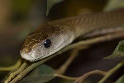 Close-up of lizard on leaf