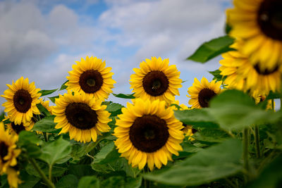 Close-up of yellow flowering plants against sky