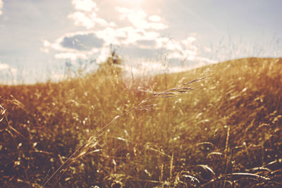 Close-up of grass on field against sky