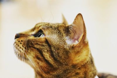 Close-up of a cat looking away