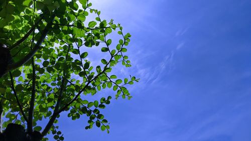 Low angle view of tree against blue sky