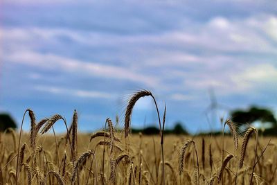 Close-up of wheat field against sky