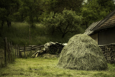 Hay bales on field in forest