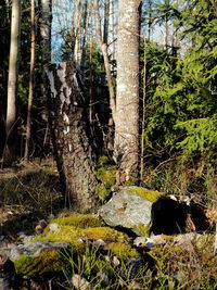 Plants and trees in forest