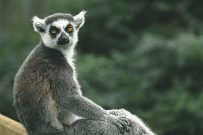 Close-up of lemur sitting outdoors