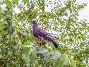 Bird perching on a tree