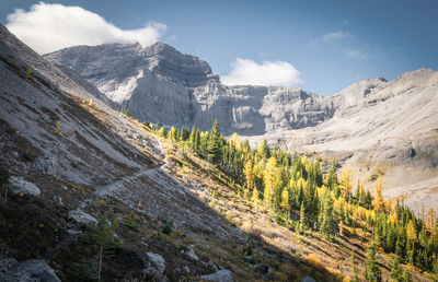 Fall in canadian rockies, slopes with colourful golden larches surrounded by mountains,canada