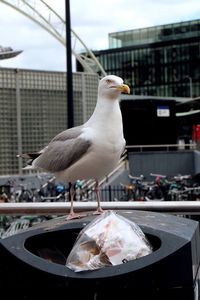 Close-up of seagull perching on garbage can in city