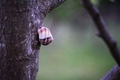 Close-up of snail on tree trunk