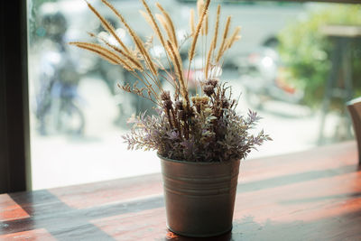 Close-up of potted plant on table