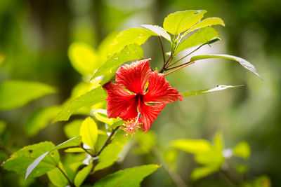Close-up of red hibiscus flower