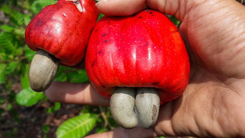 Close-up of hand holding strawberries