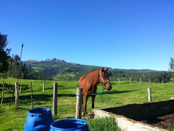 Horse on field against clear blue sky