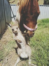 Hare and horse on field during sunny day