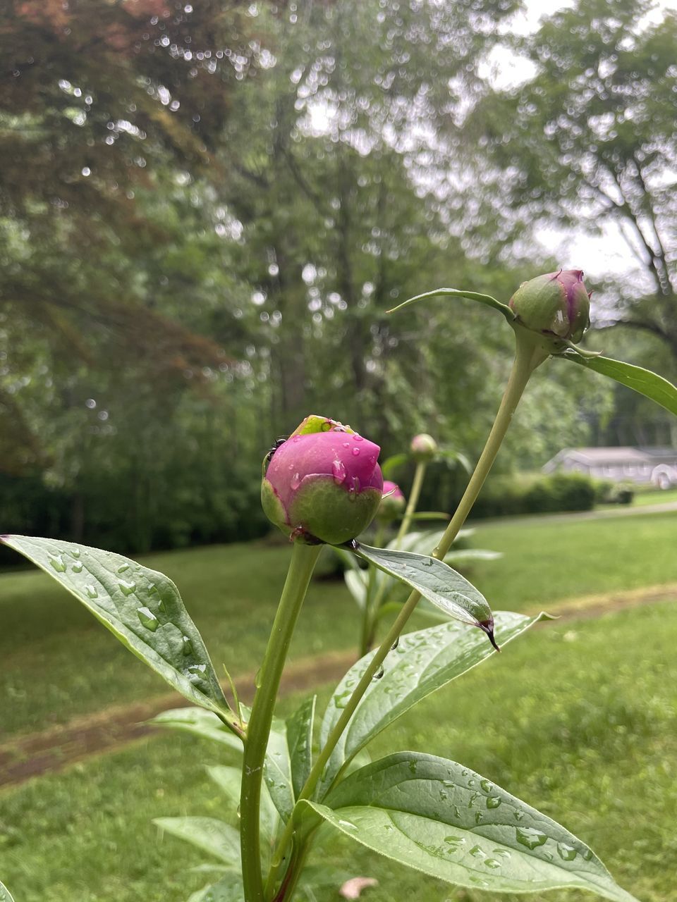 CLOSE-UP OF PINK ROSE PLANT