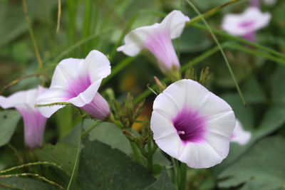 Close-up of pink flowering plant