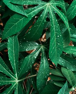 Full frame shot of raindrops on leaves