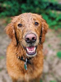 Close-up portrait of a dog