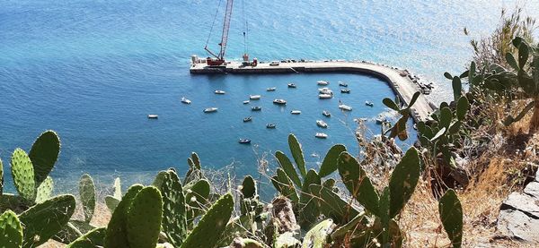 High angle view of succulent plants by sea