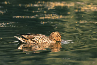 Duck swimming in lake