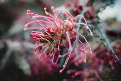 Close-up of wilted flower