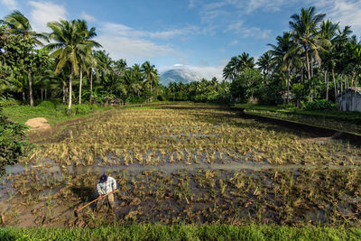 Scenic view of rice field against sky