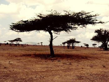 Trees on field against cloudy sky