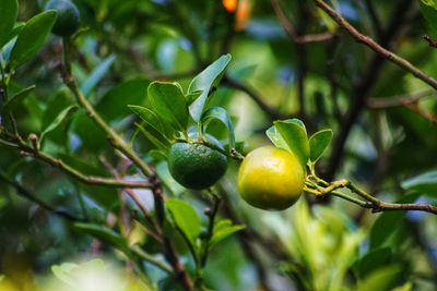 Close-up of fruits on tree