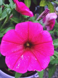 Close-up of wet pink flower blooming outdoors