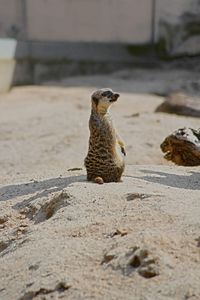 Close-up of meerkat