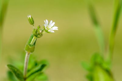 Close-up of flowering plant