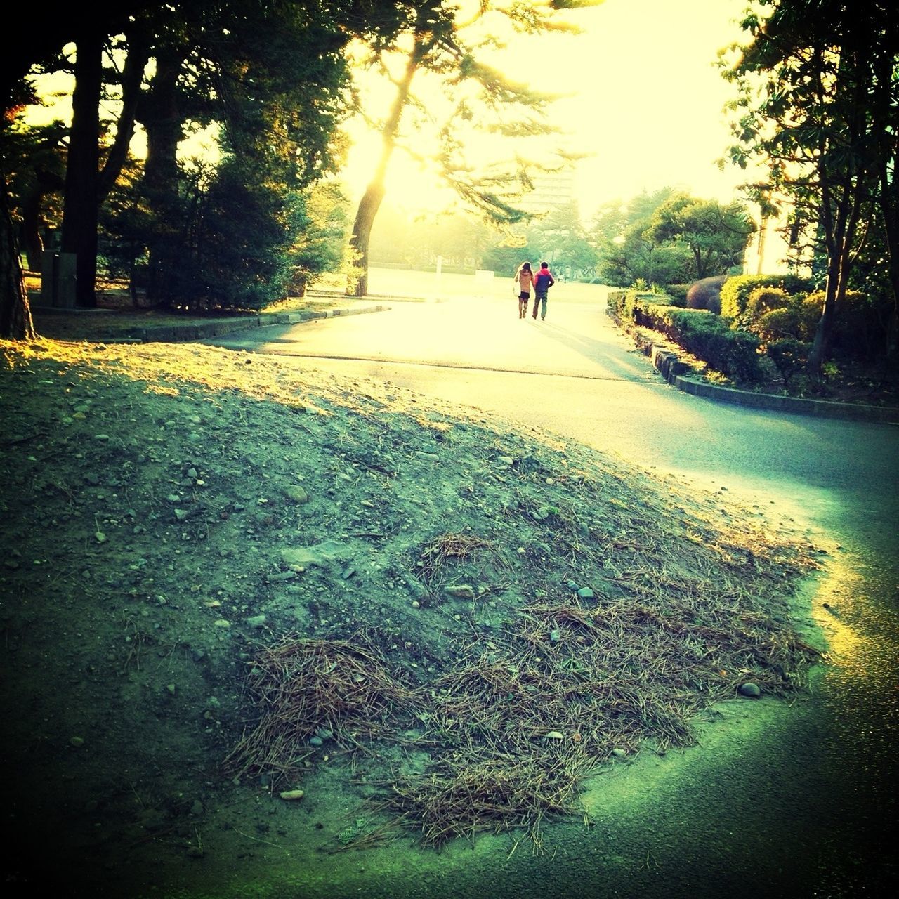 tree, sunlight, incidental people, shadow, nature, water, park - man made space, lifestyles, growth, street, outdoors, leisure activity, sand, tranquility, tranquil scene, day, beach, footpath, walking