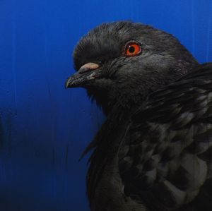 Close-up of a bird