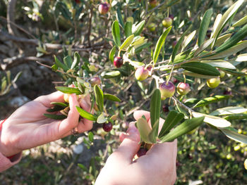 Close-up of hand holding fruit on tree