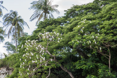 Low angle view of coconut palm trees against sky