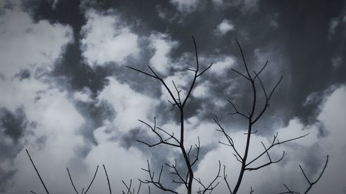 Low angle view of silhouette plants against sky