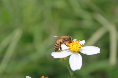 Close-up of bee pollinating on flower