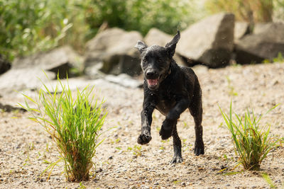 Full length of puppy running amidst plants