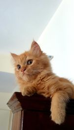 Portrait of cat sitting at home