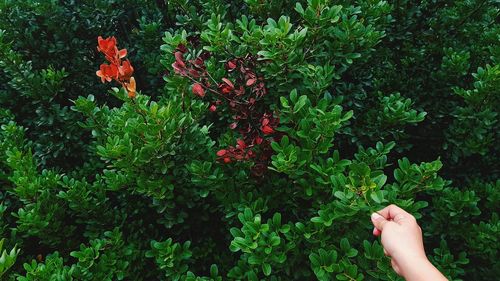 Cropped image of hand with red flowers