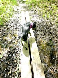 High angle view of dog on field