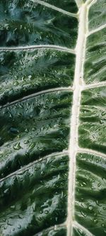 Full frame shot of wet leaves