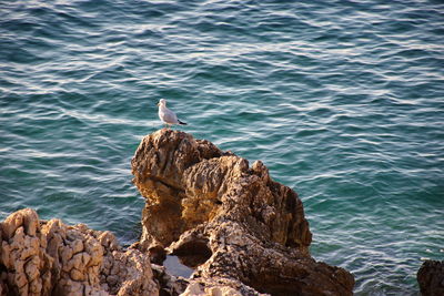 High angle view of seagull perching on rock by sea