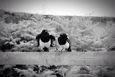 Birds perching against sky