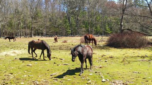 Horses grazing on field