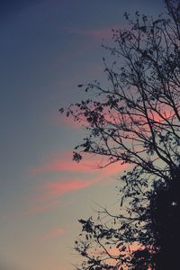 Low angle view of silhouette trees against sky at sunset